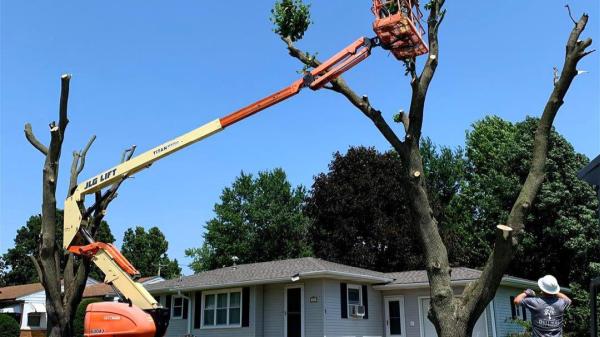 Dittmer Tree Service
