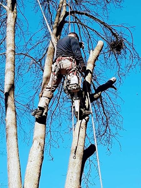 Lumberjack Tree Experts