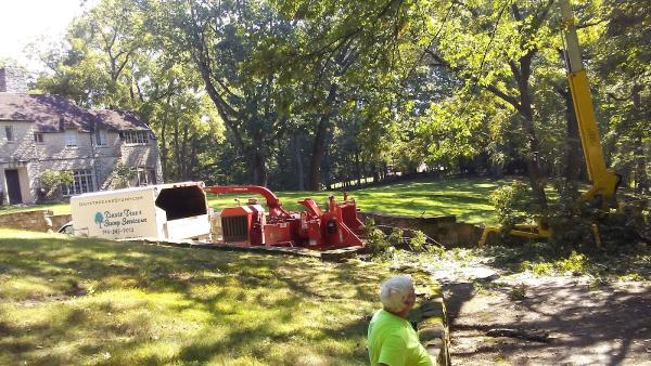 Davis Tree and Stump Services