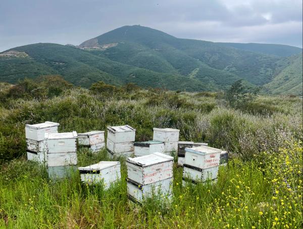 Black Ops Beekeeping