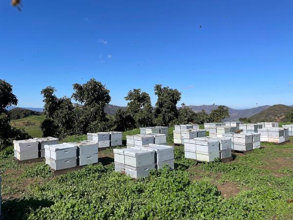Black Ops Beekeeping
