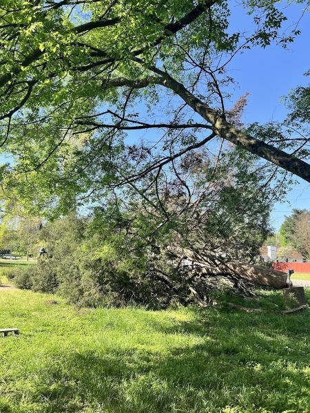Bama Bob's Tree Service