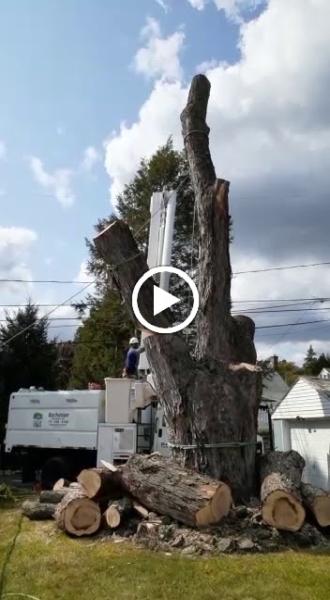 Buchanan Tree Expert LLC