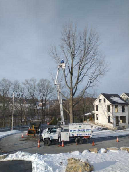 Buchanan Tree Expert LLC