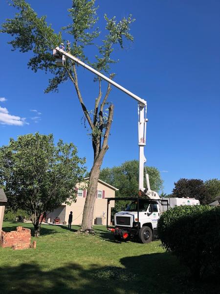 Buchanan Tree Expert LLC