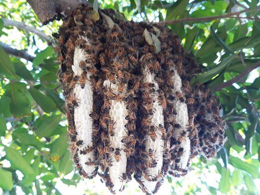 Bee Free Bee Removal