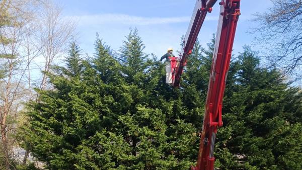 Ticos Tree Service