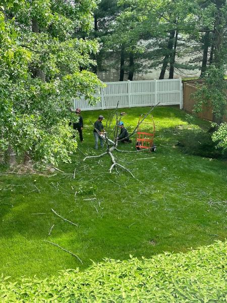 Ticos Tree Service