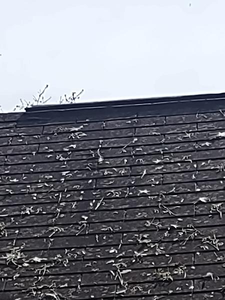 Eagle Roofing