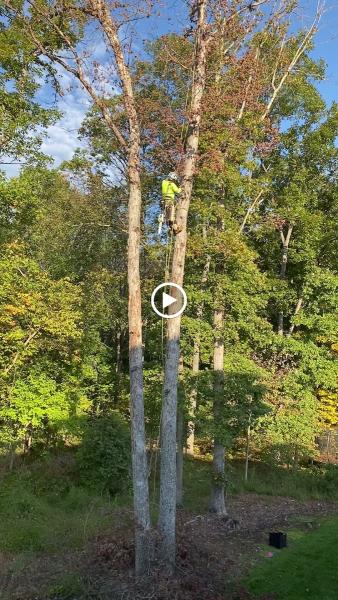 Titan Tree Care
