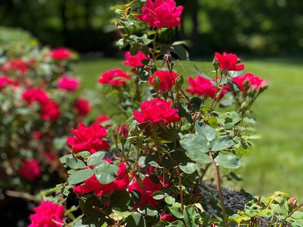 Bockelman's Landscaping and Garden Center