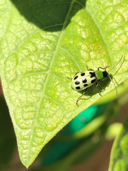 Ecopro Home Pest Control