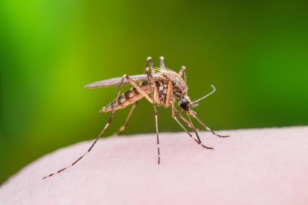 Interstate Pest Management