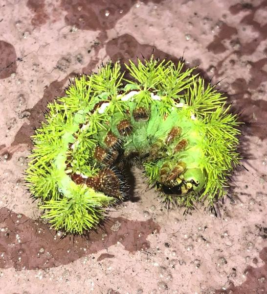 ABC Pest Control