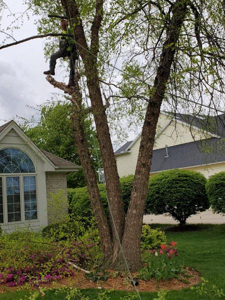 Southfield Tree Care