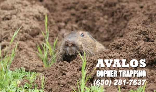 Avalos Gopher Trapping Bay Area