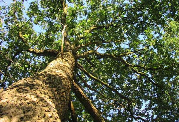 Top Cut Tree Service