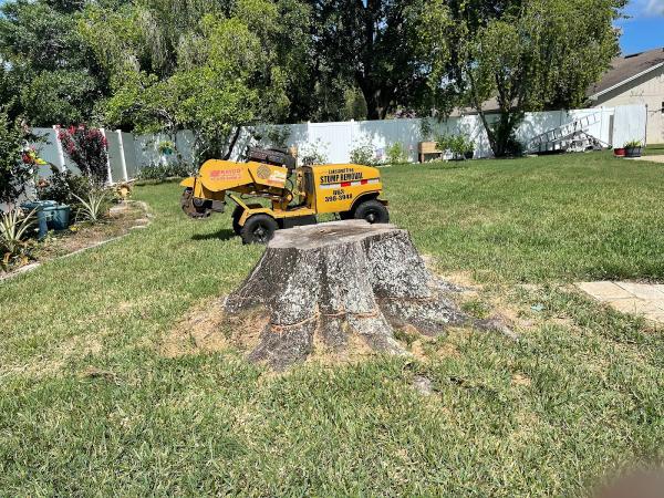 Lakeland Tree Stump Removal