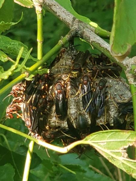 C and J Pest Management Services