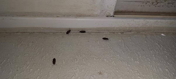 Primo Pest Solutions