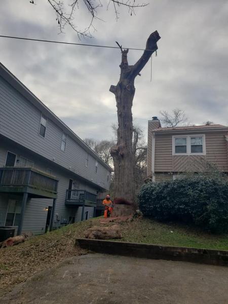 Sherwood Forest Tree Service