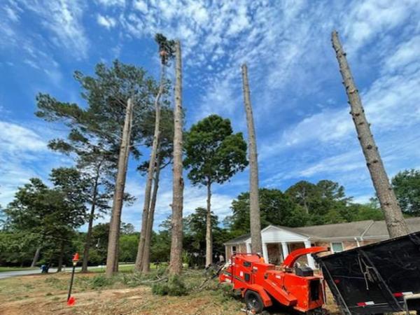 Sherwood Forest Tree Service