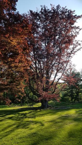 Bartlett Tree Experts Tree Service Danbury