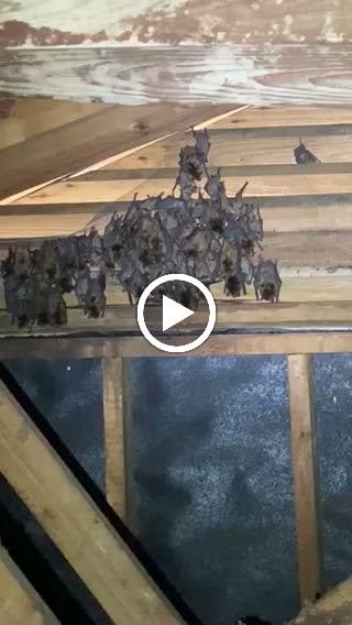 Wildlifeviction