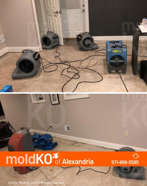 Mold KO