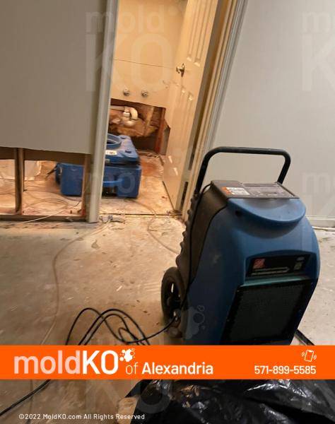 Mold KO