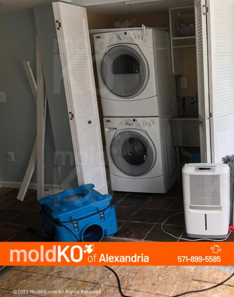 Mold KO