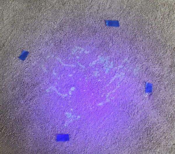 Sean's Carpet Care