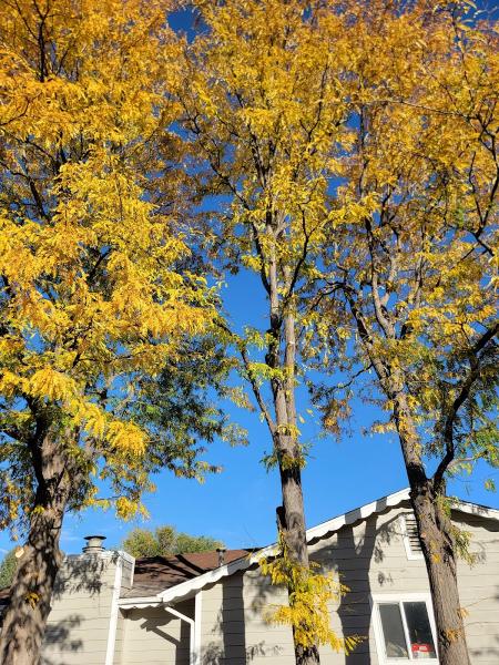 Flatirons Arbor Care