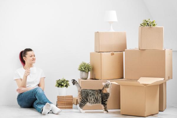 Five Stars Moving CO