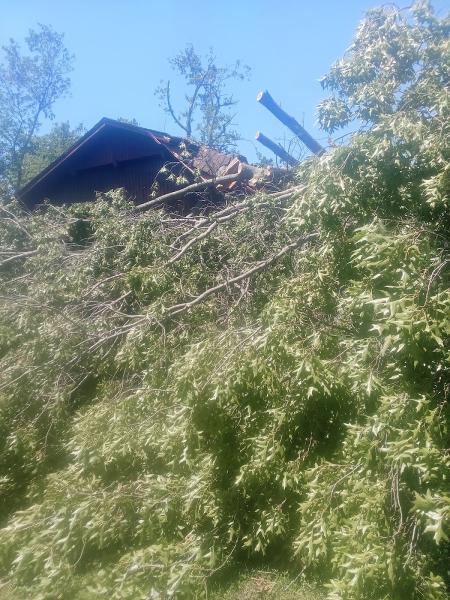 Professional Tree Care-Nwa