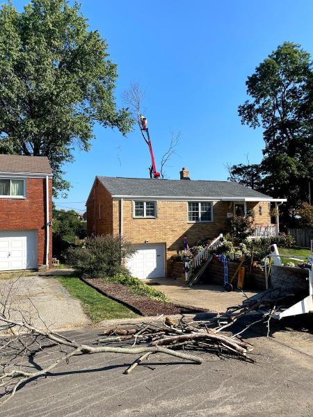 Hellmann's Tree Service