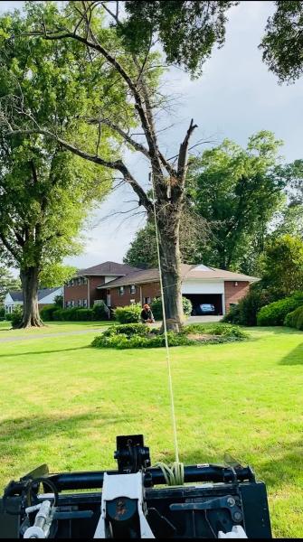 Diego's Tree Service