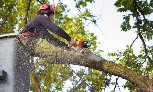 Top-Notch Tree Service