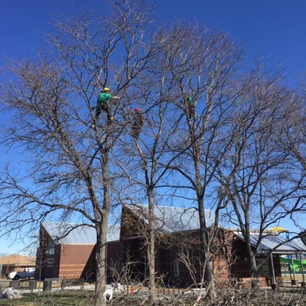 Top-Notch Tree Service