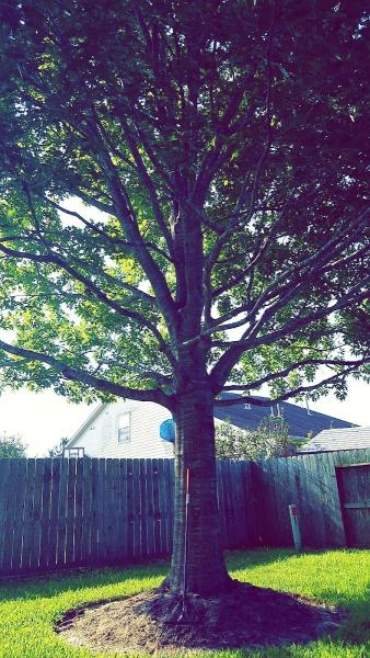 Precision Tree & Landscaping