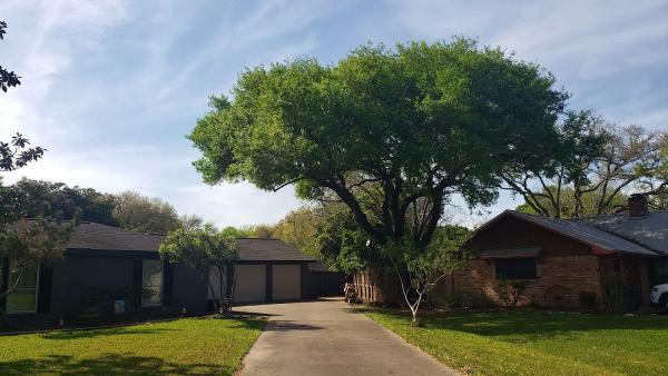 Precision Tree & Landscaping