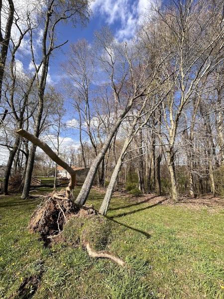 Adler Tree Service & Landscaping