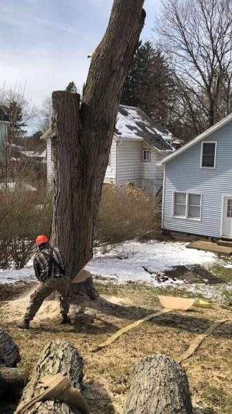 Adler Tree Service & Landscaping