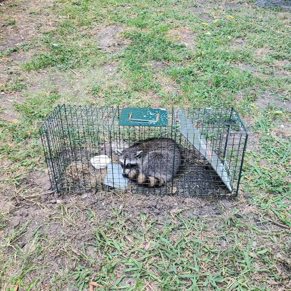 Superior Pest Management LLC