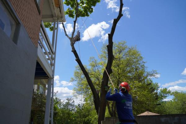 Elevated Tree Care Service in Pittsburgh