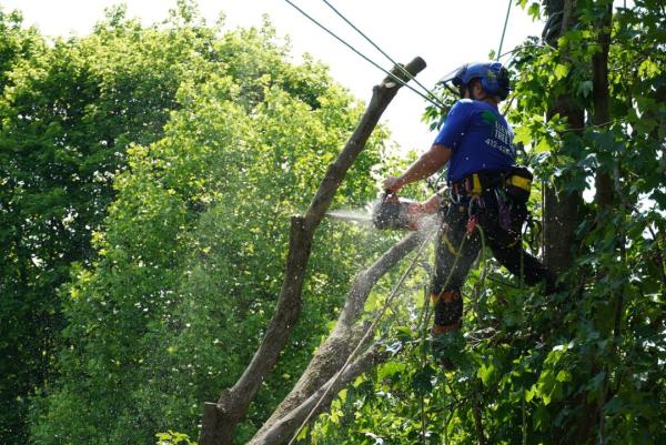 Elevated Tree Care Service in Pittsburgh