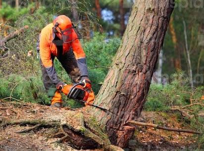 Elevated Tree Care Service in Pittsburgh