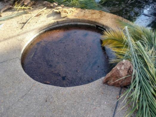 Lionheart Pools