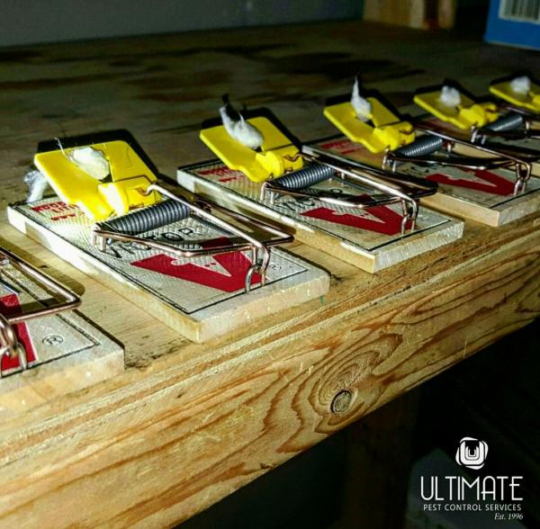 Ultimate Pest Control Services