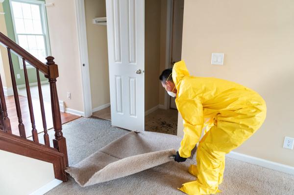 The Mold Removers
